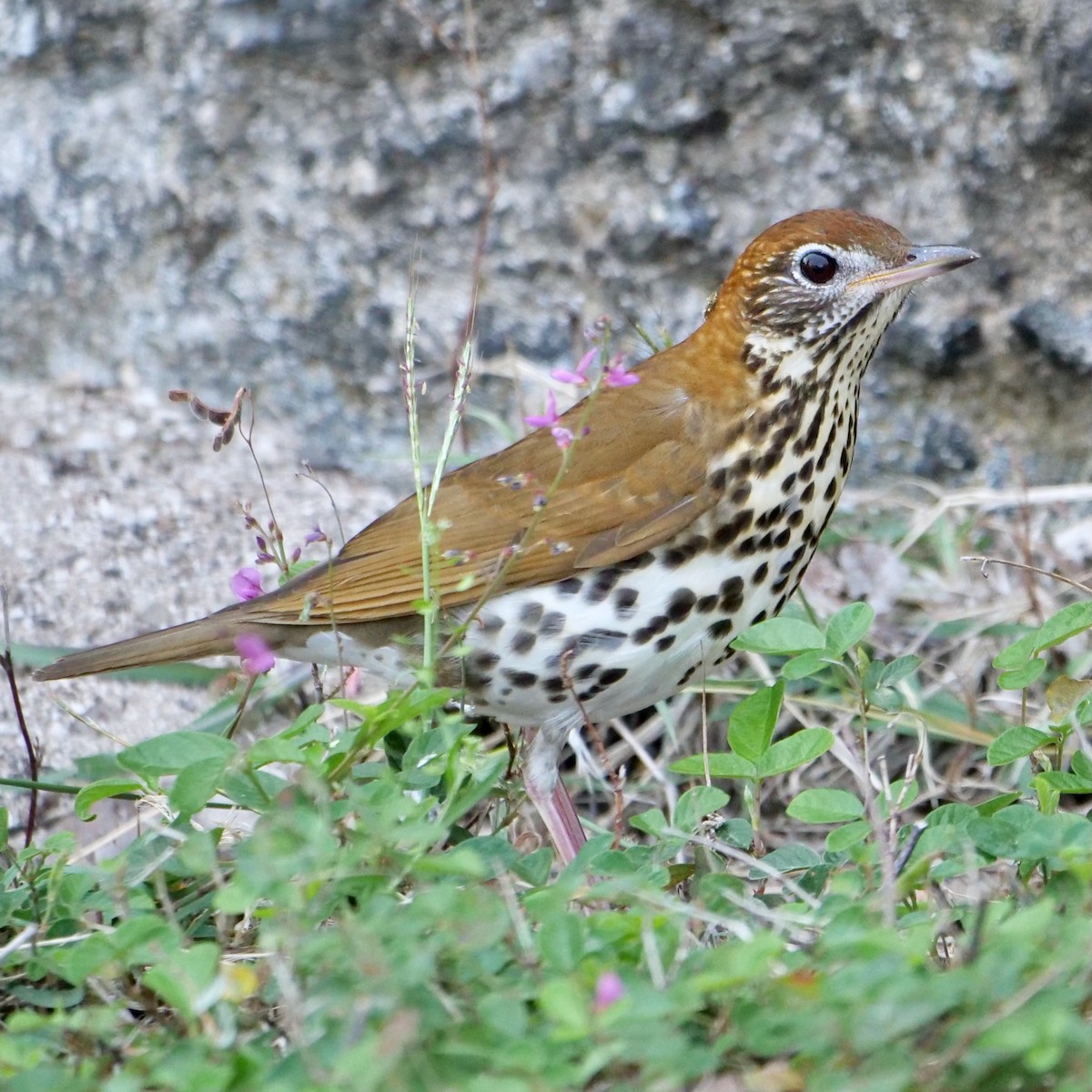 Wood Thrush - ML627629376