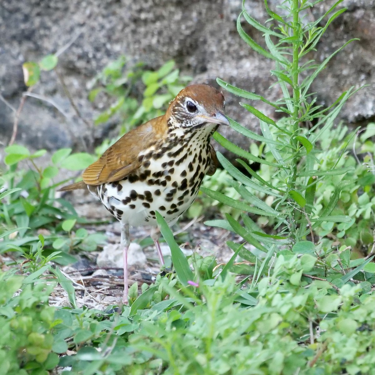 Wood Thrush - ML627629377
