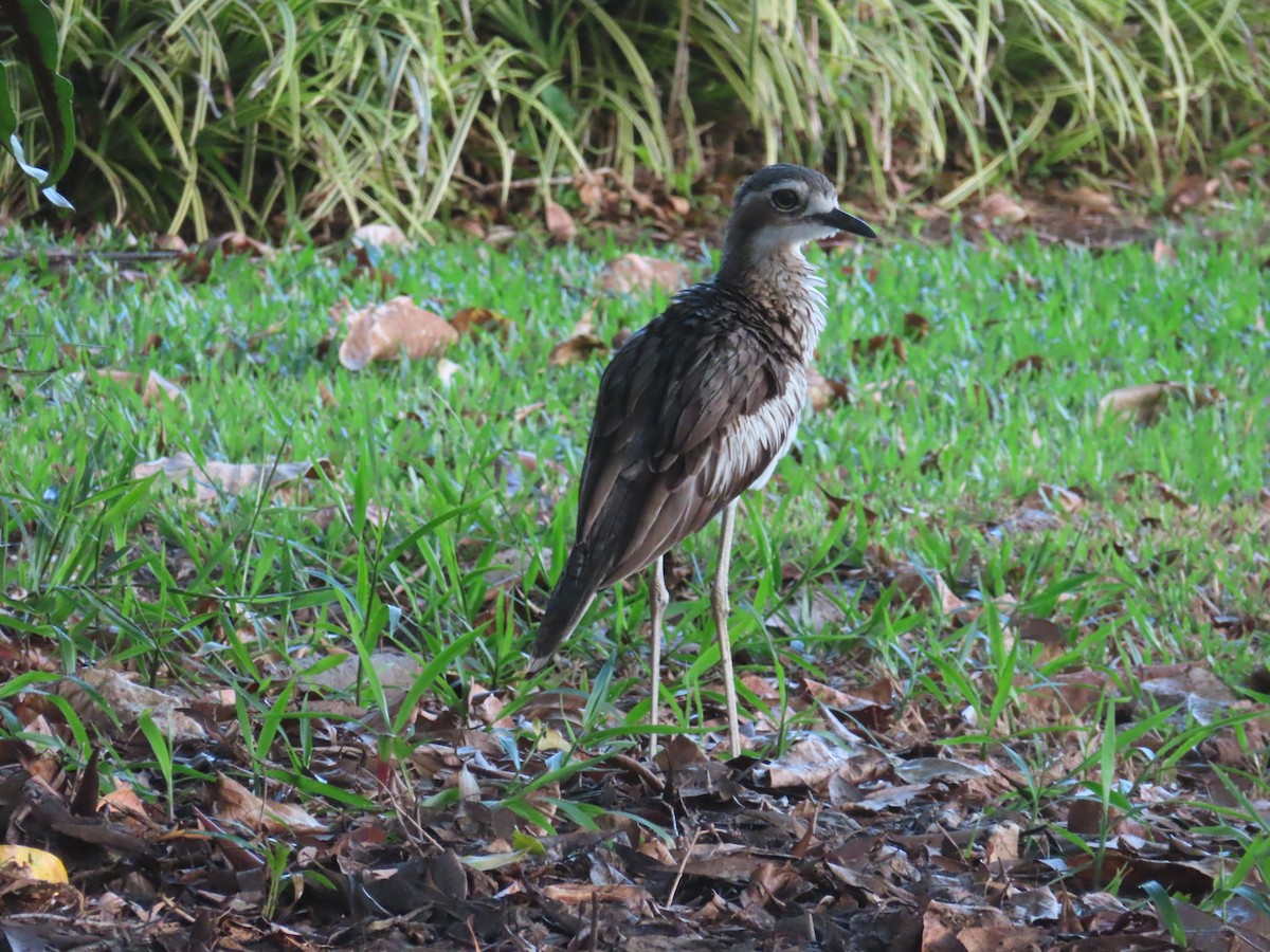 Bush Thick-knee - ML627629379