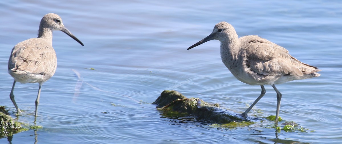 Willet - ML627629463