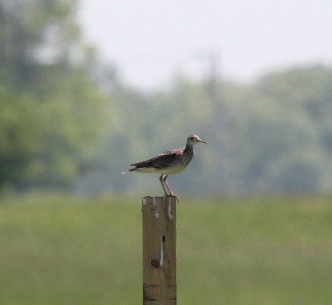 Upland Sandpiper - ML627629474