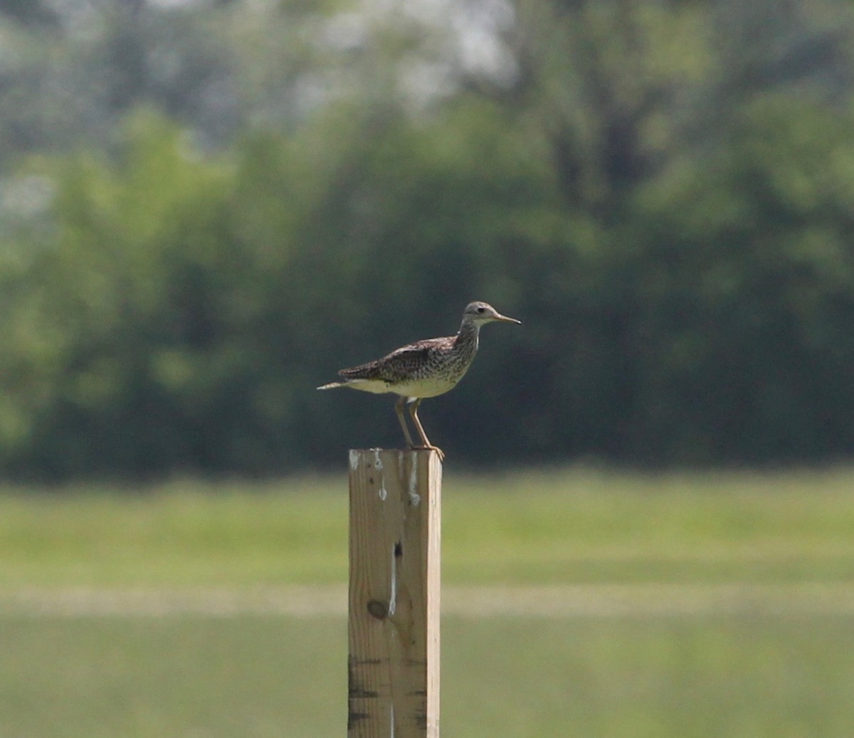 Upland Sandpiper - ML627629475