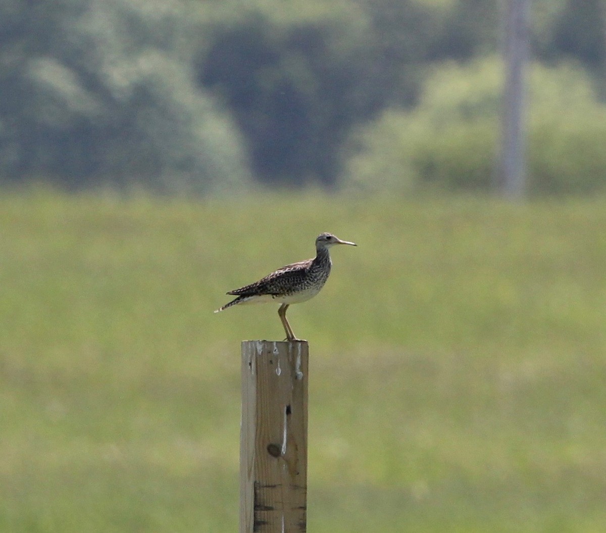 Upland Sandpiper - ML627629476