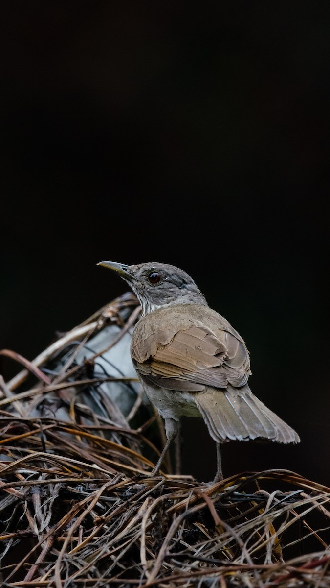 Pale-breasted Thrush - ML627629556