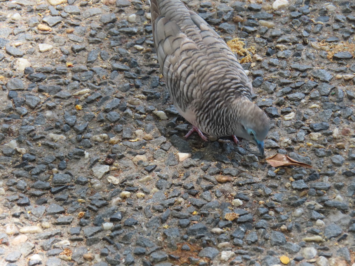 Peaceful Dove - ML627629584