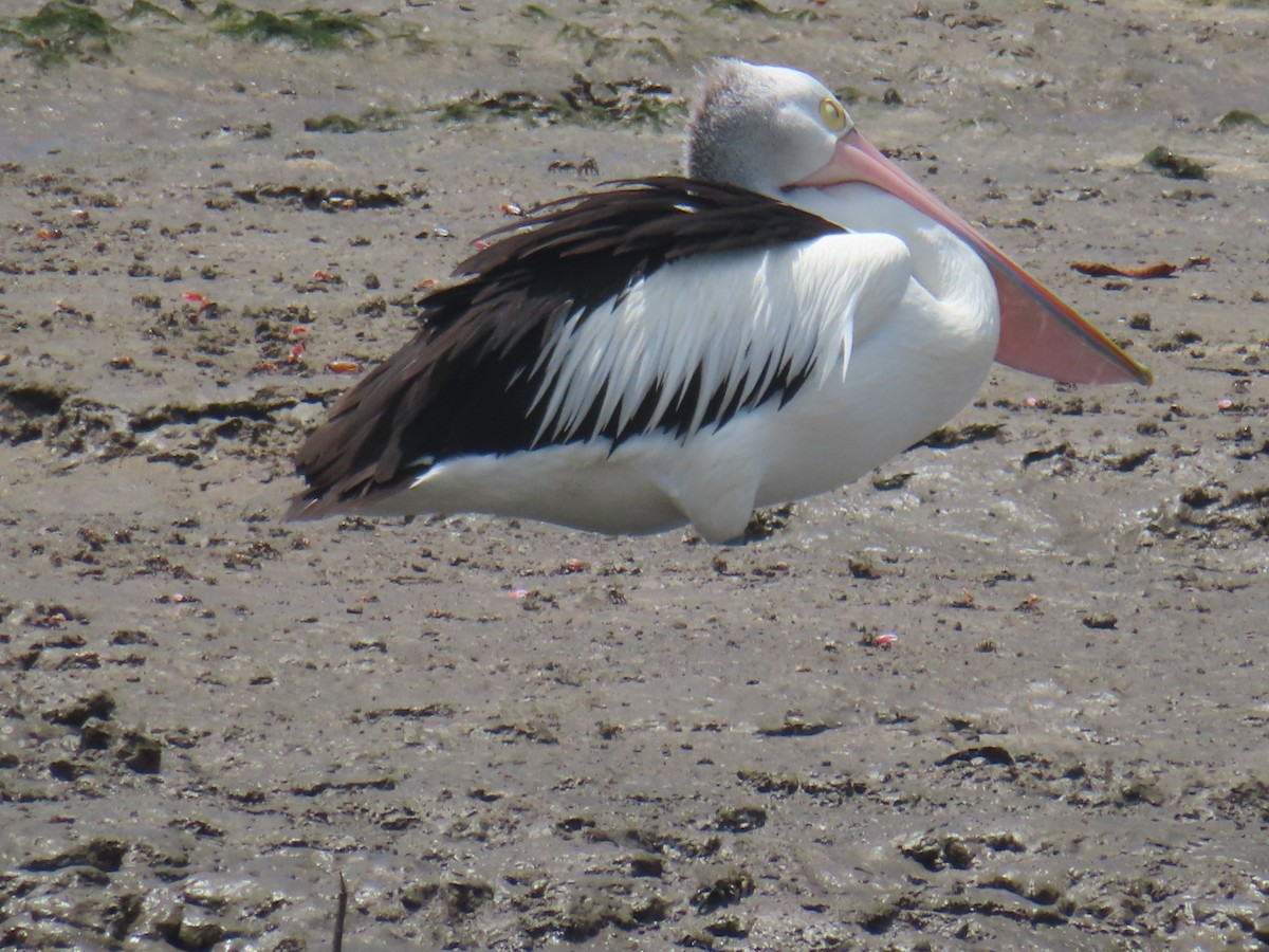 Australian Pelican - ML627629604