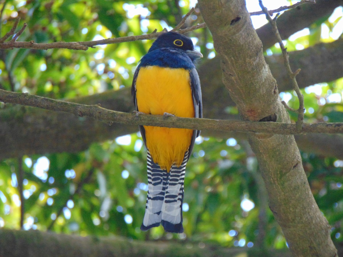 Gartered Violaceous Trogon - ML627629630