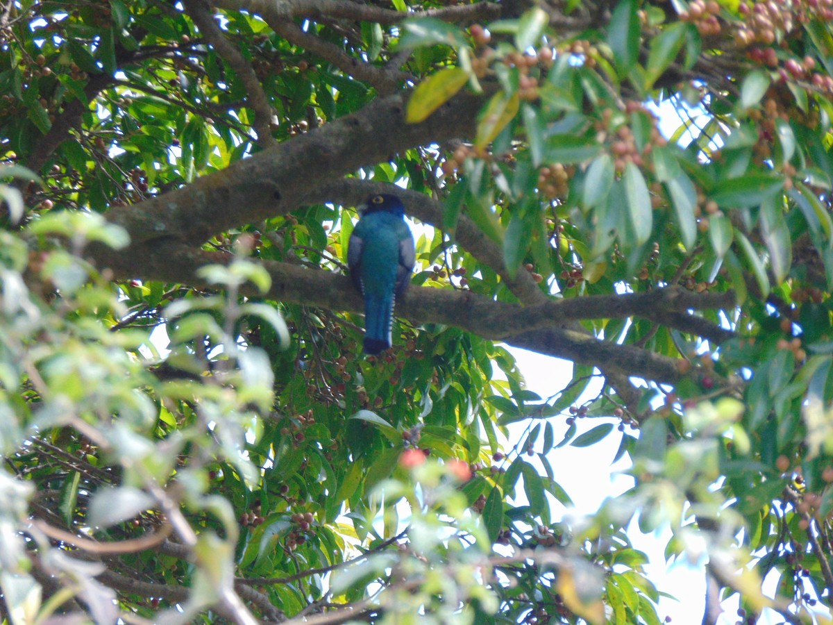 Gartered Violaceous Trogon - ML627629650