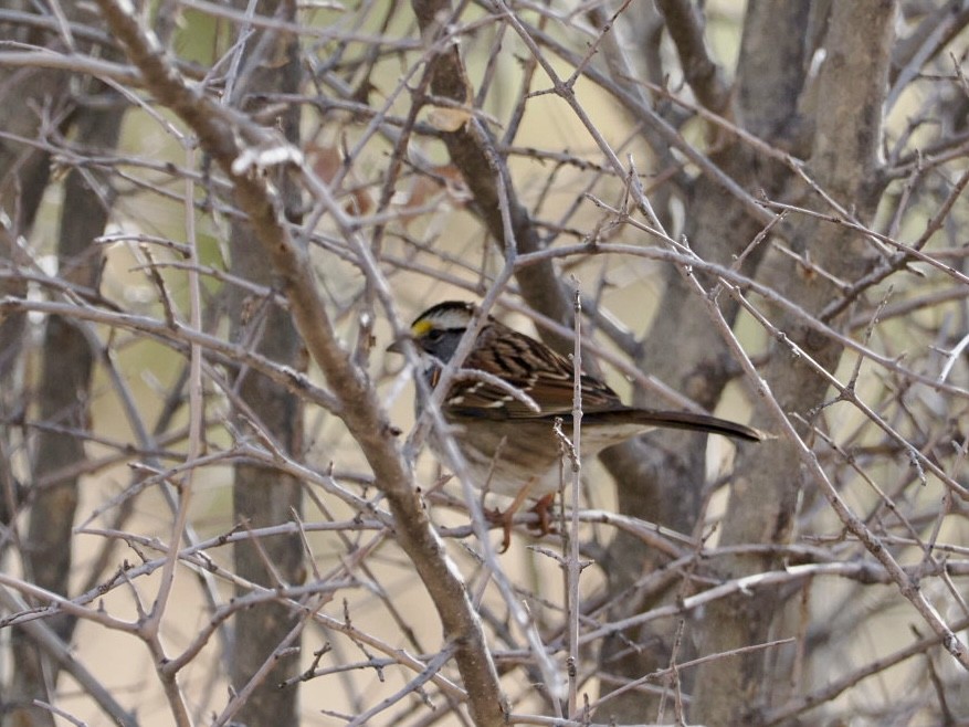 strnadec bělohrdlý - ML627629651