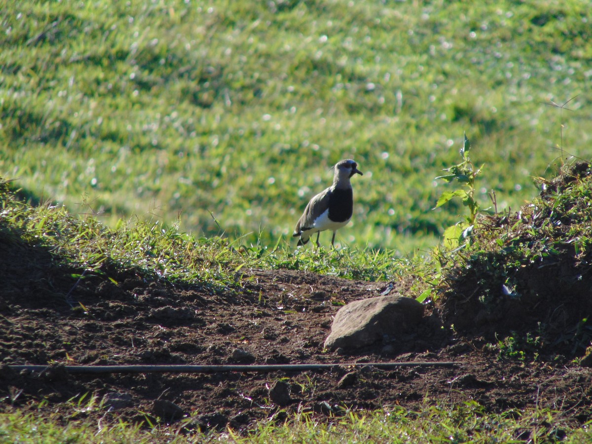 Southern Lapwing - ML627629672