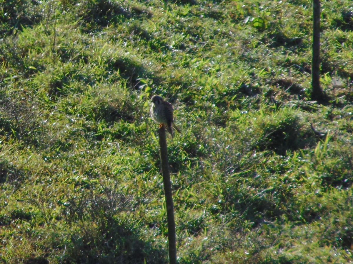 American Kestrel - ML627629682