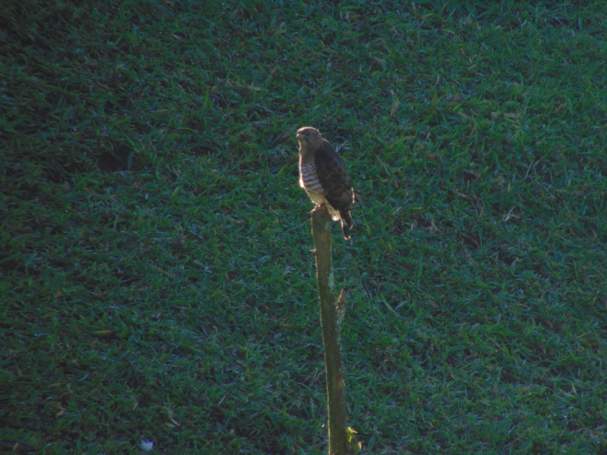 Broad-winged Hawk - ML627629691