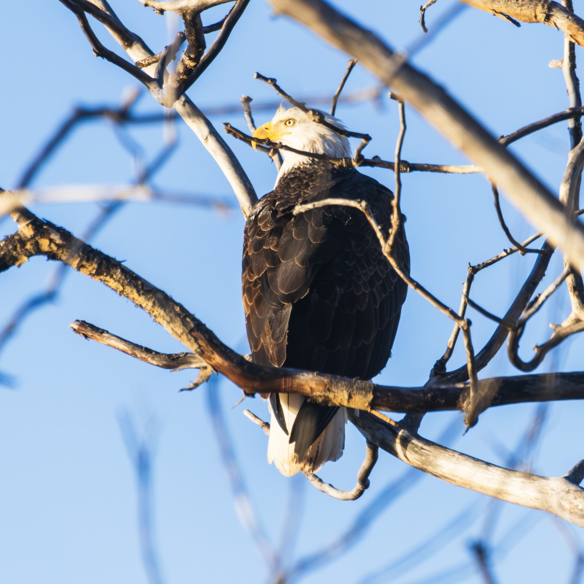 Bald Eagle - ML627629712