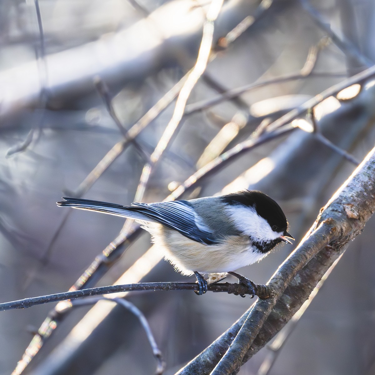 Black-capped Chickadee - ML627629722