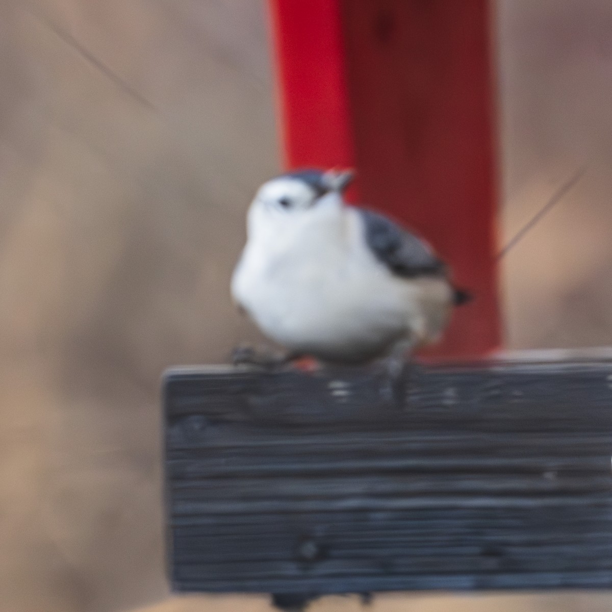White-breasted Nuthatch - ML627629734