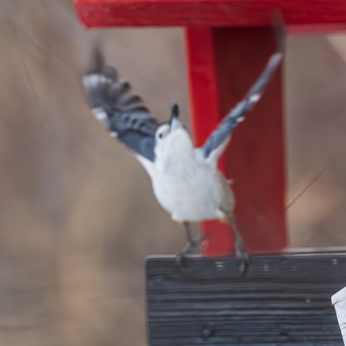 White-breasted Nuthatch - ML627629735