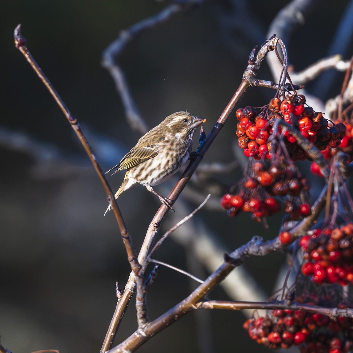 Purple Finch - ML627629768