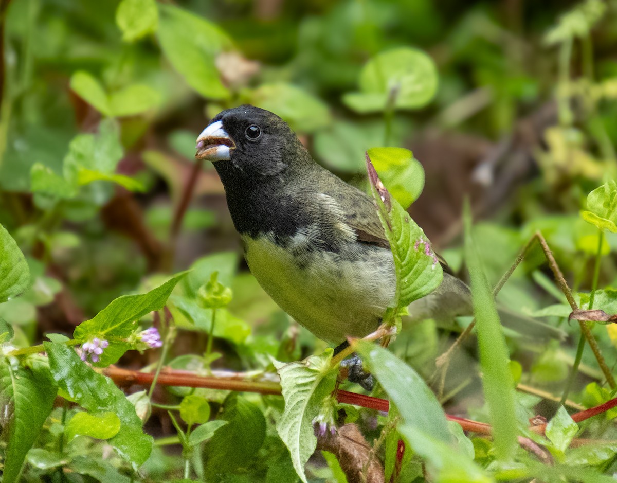 Yellow-bellied Seedeater - ML627629769