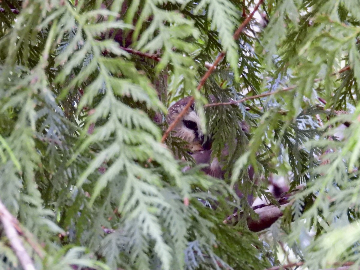 Northern Saw-whet Owl - ML627629797