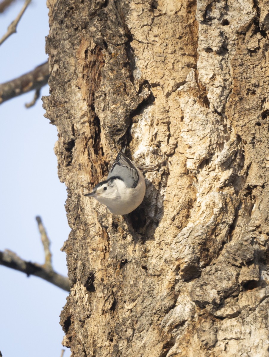 White-breasted Nuthatch - ML627629956
