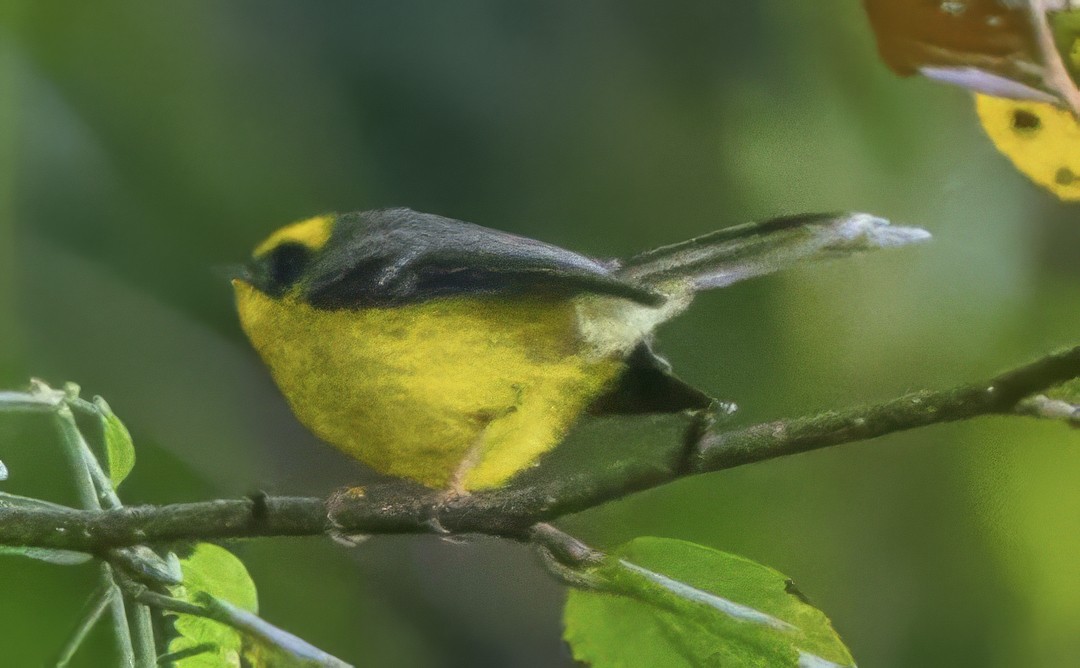 Yellow-bellied Fairy-Fantail - ML627629958