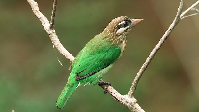 White-cheeked Barbet - ML627629971