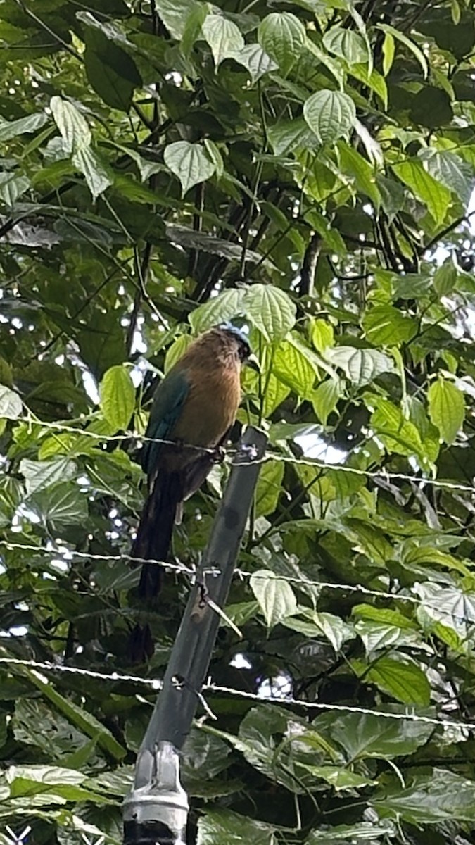 Lesson's Motmot - ML627629976