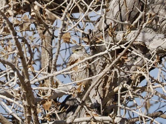 dřemlík tundrový - ML627629989