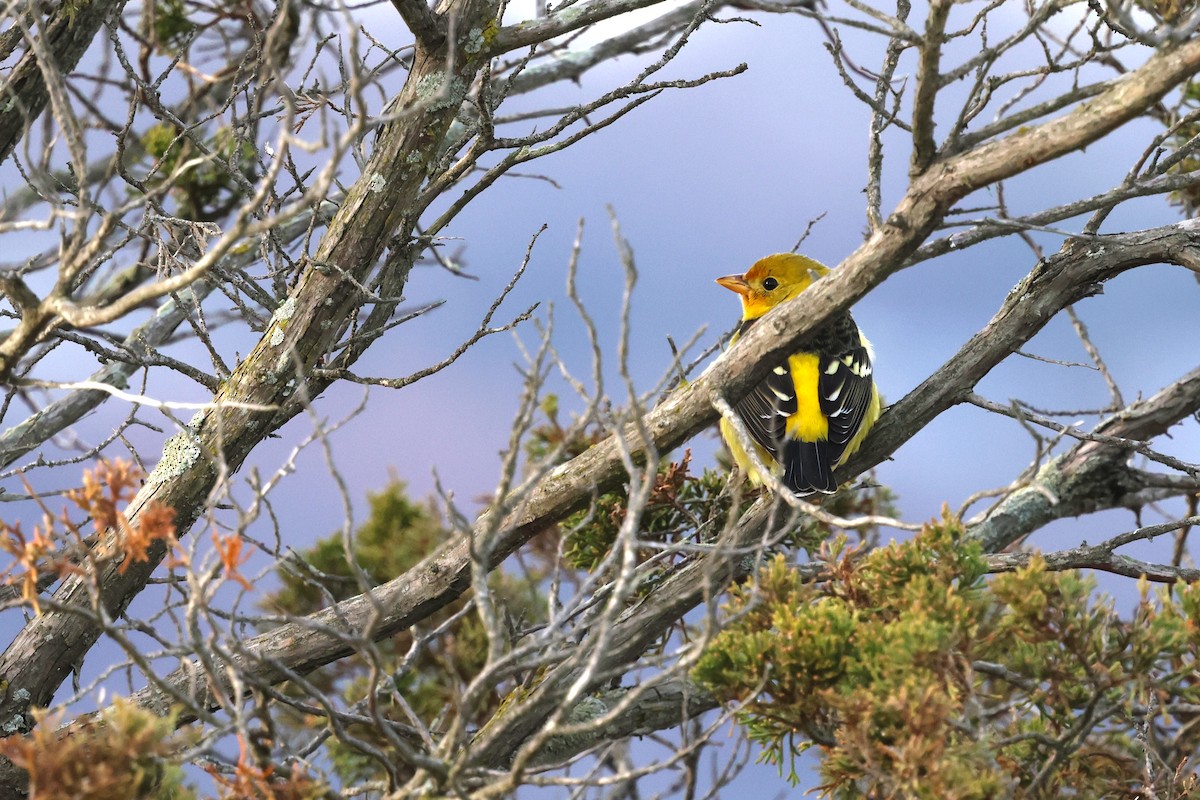 Western Tanager - ML627630016