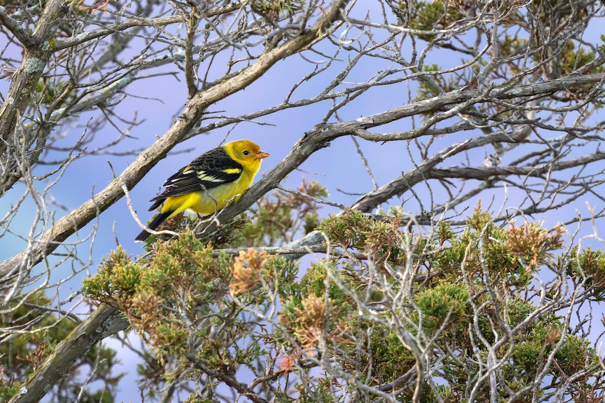 Western Tanager - ML627630024