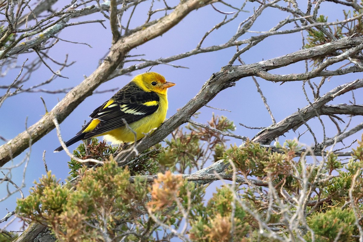 Western Tanager - ML627630034