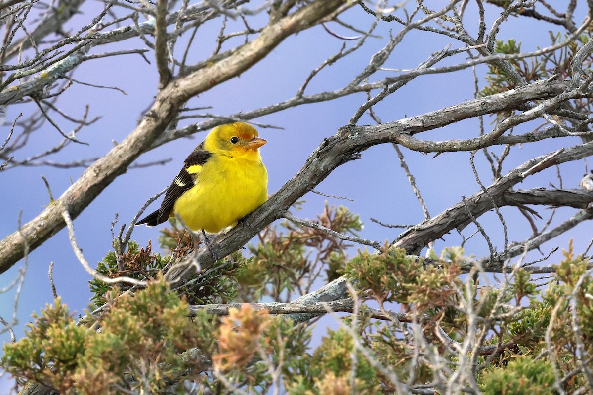 Western Tanager - ML627630040