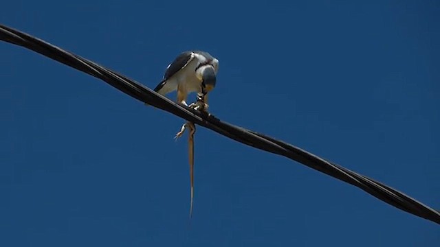 Perlaar - ML627630044