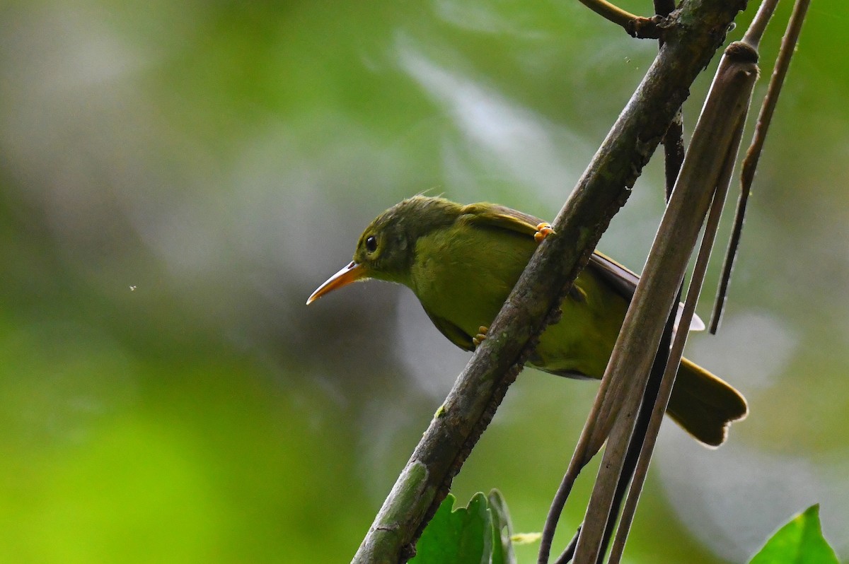 Fraser's Sunbird - ML627630047
