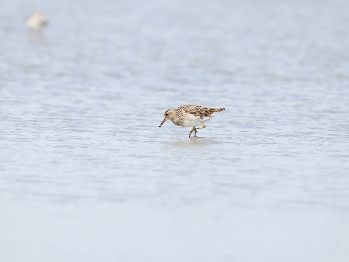 Graubrust-Strandläufer - ML627630062