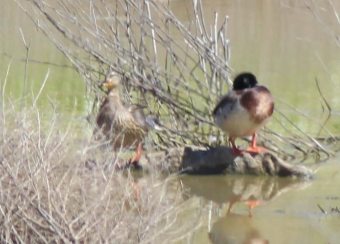 Mallard - ML627630063