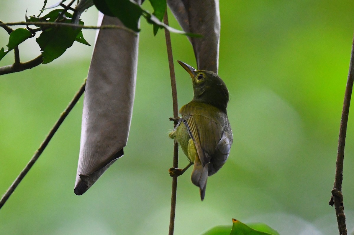 Fraser's Sunbird - ML627630071