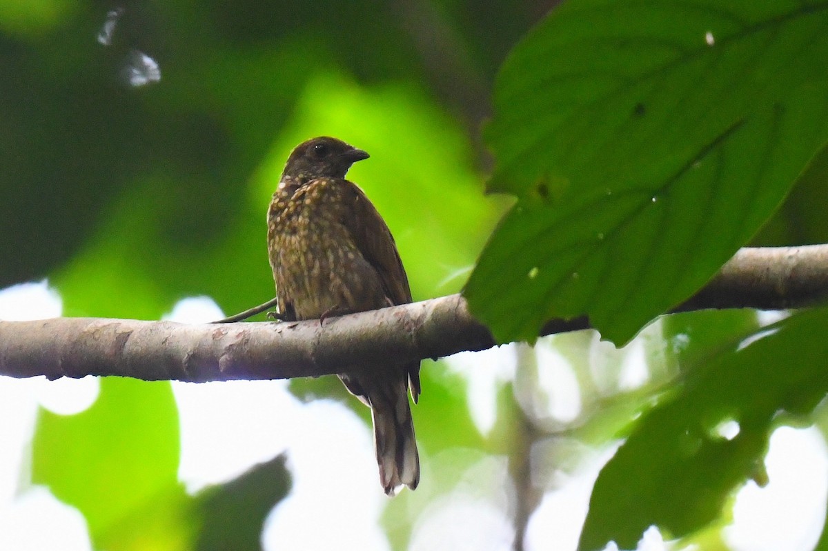 Spotted Honeyguide - ML627630119