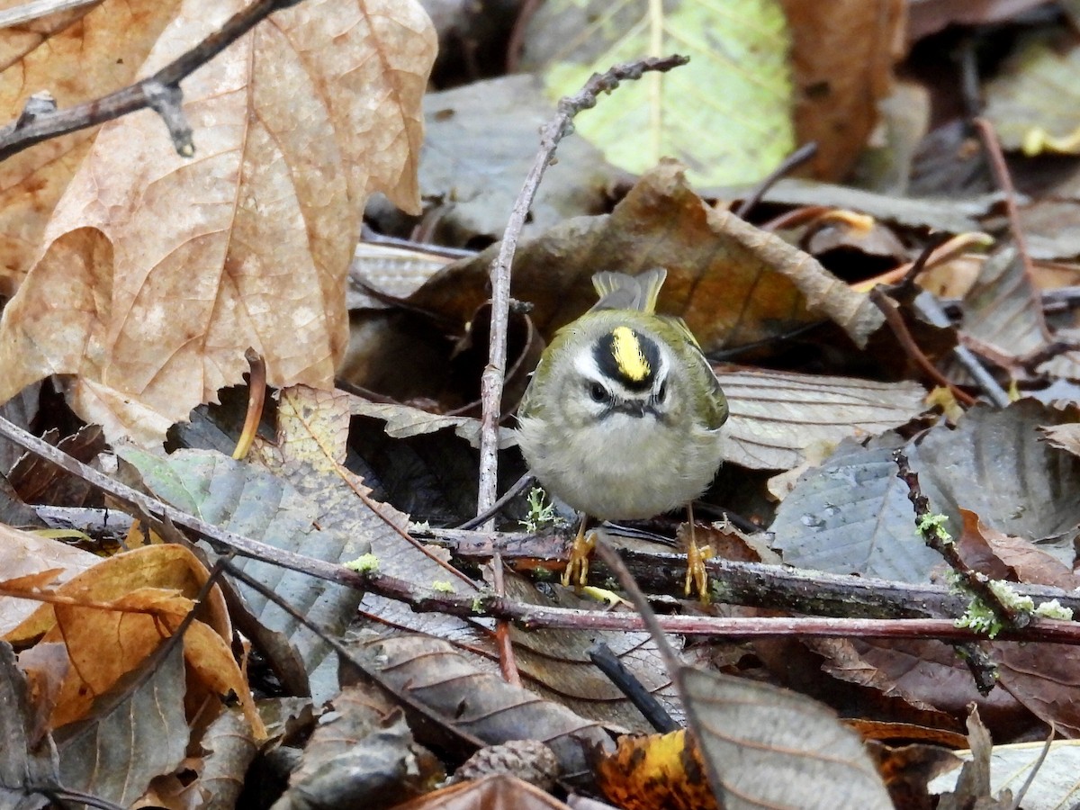 Golden-crowned Kinglet - ML627630127