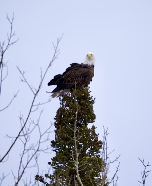 Bald Eagle - ML627630179