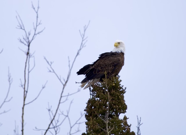 Bald Eagle - ML627630185