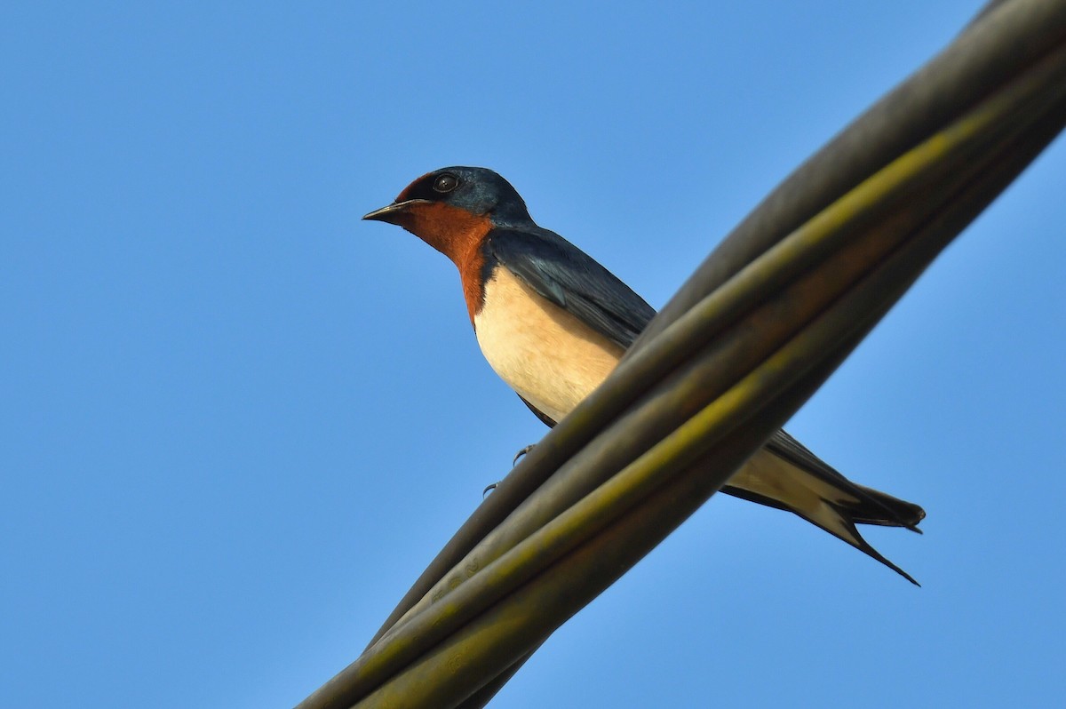 Red-chested Swallow - ML627630191