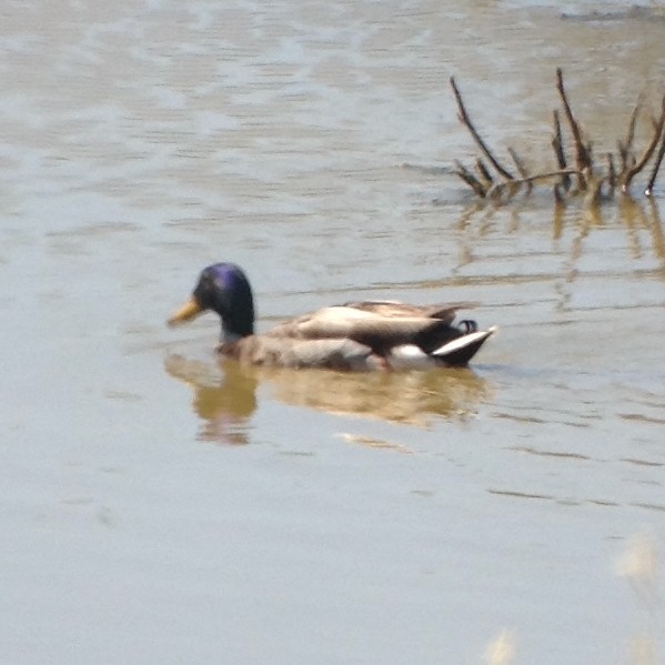 Mallard - ML627630228