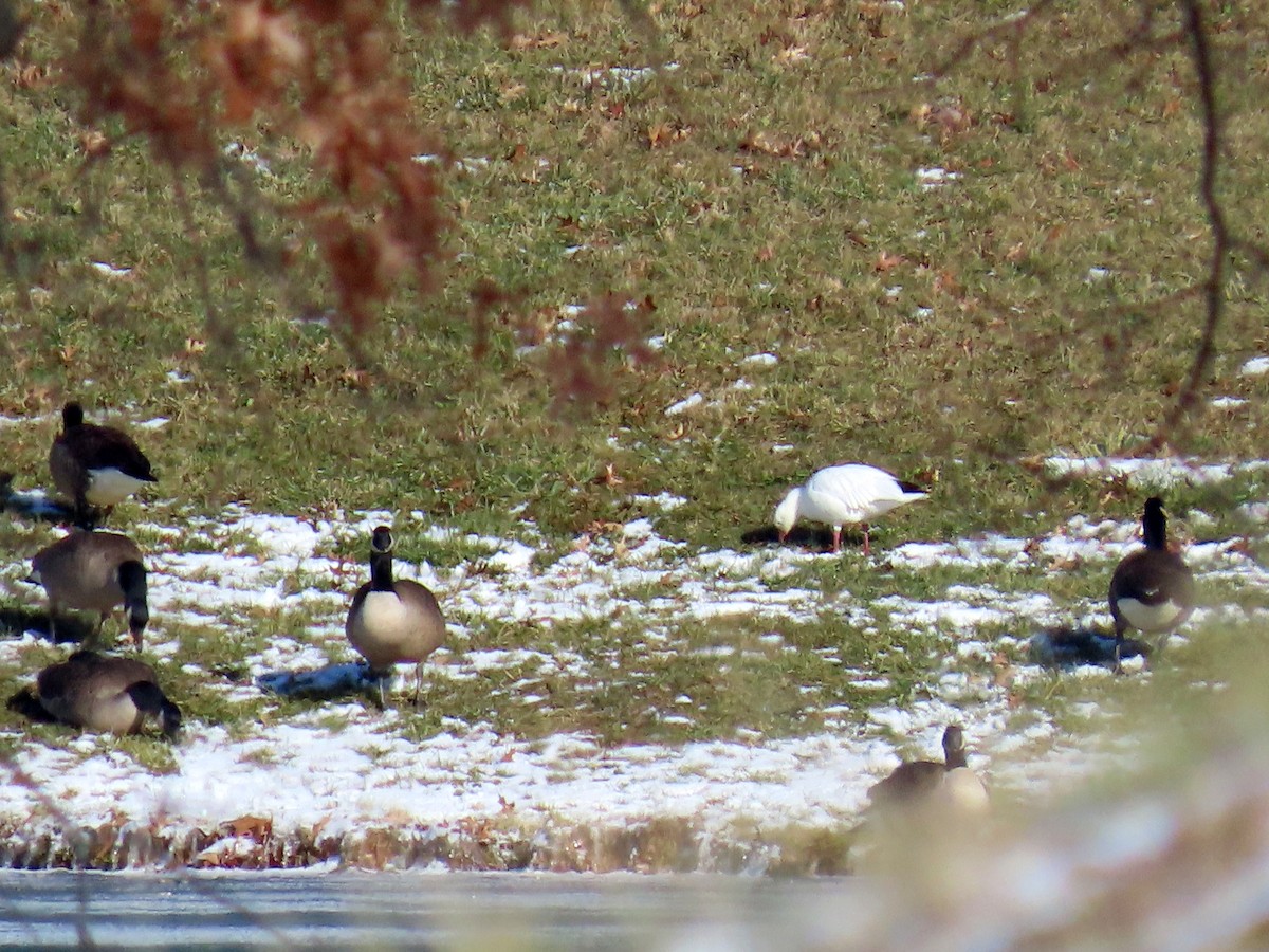 Ross's Goose - Joseph Pumford