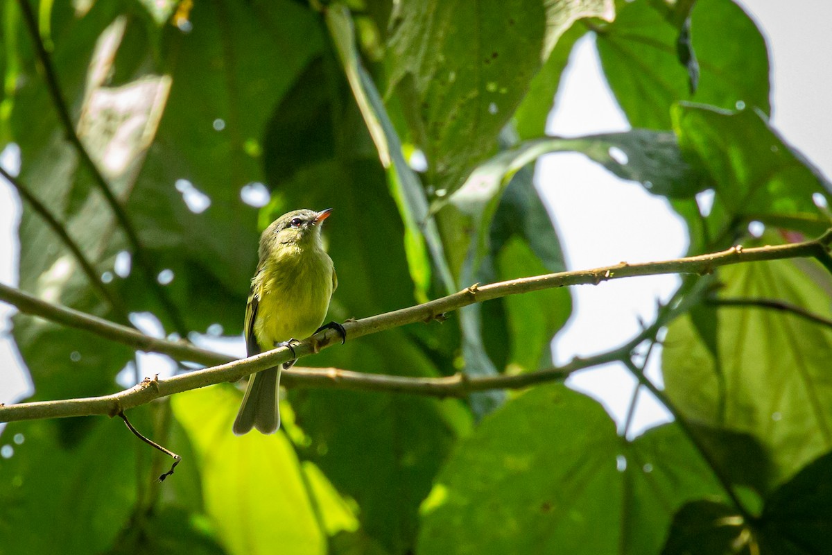 Urich's Tyrannulet - ML627630347