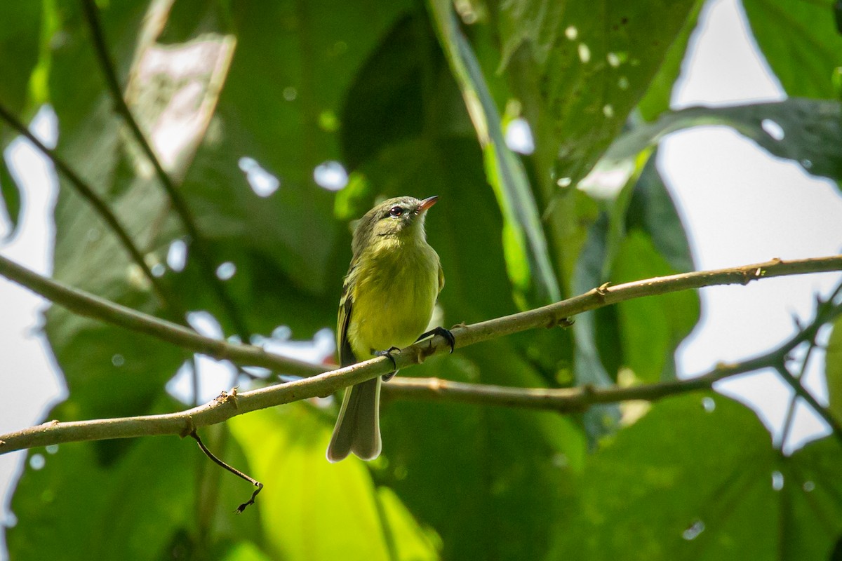 Urich's Tyrannulet - ML627630348