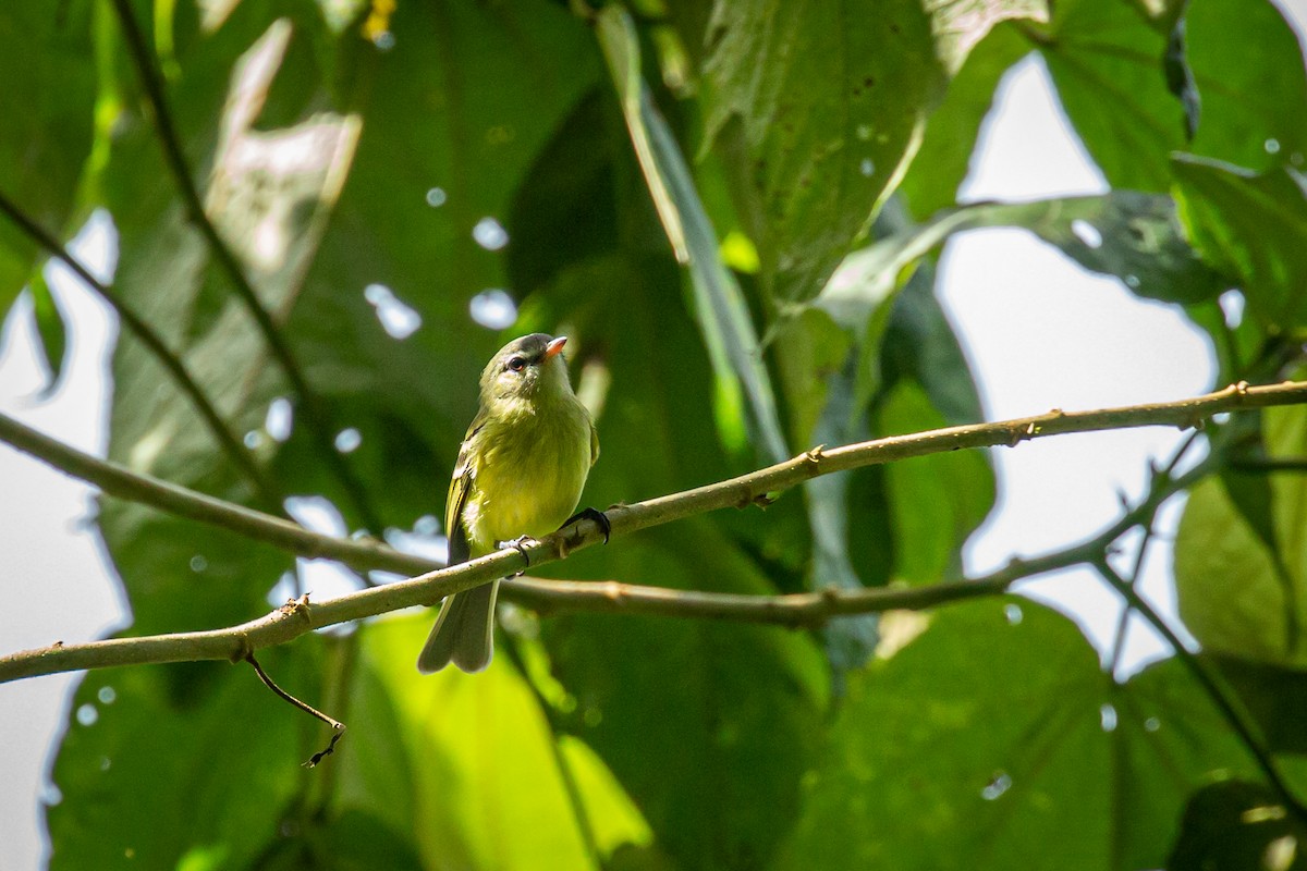 Urich's Tyrannulet - ML627630349