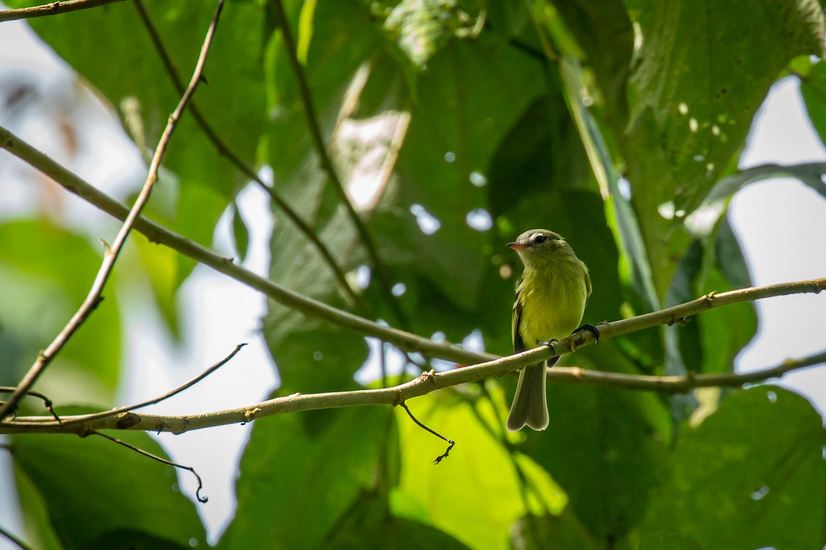 Urich's Tyrannulet - ML627630352