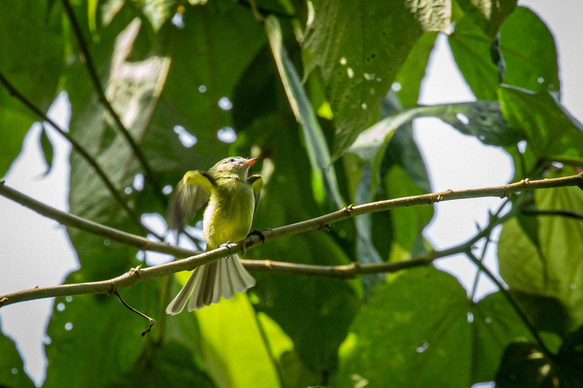 Urich's Tyrannulet - ML627630353