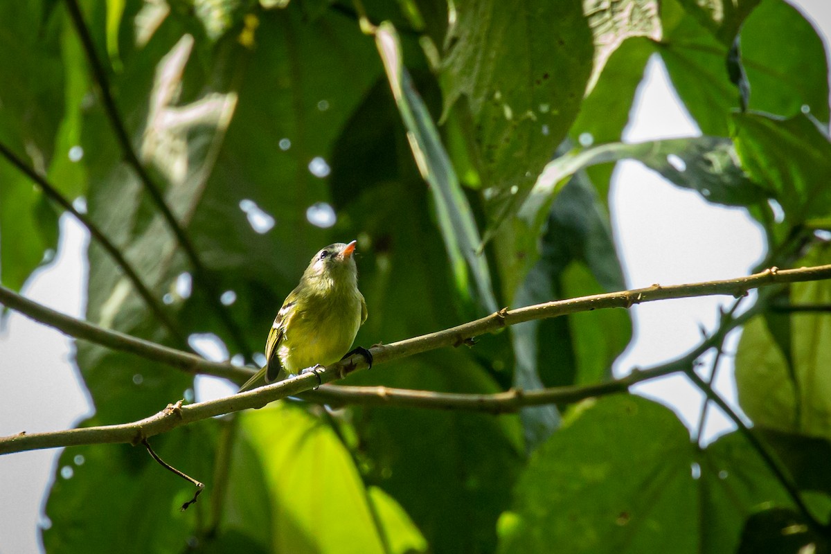 Urich's Tyrannulet - ML627630355